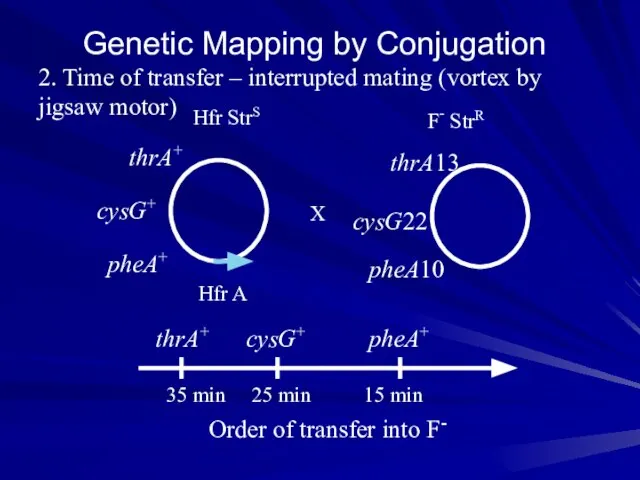 Genetic Mapping by Conjugation 2. Time of transfer – interrupted mating (vortex