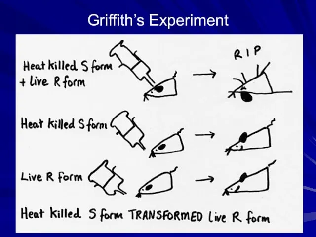 Griffith’s Experiment