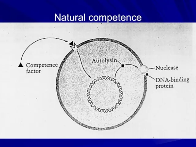 Natural competence