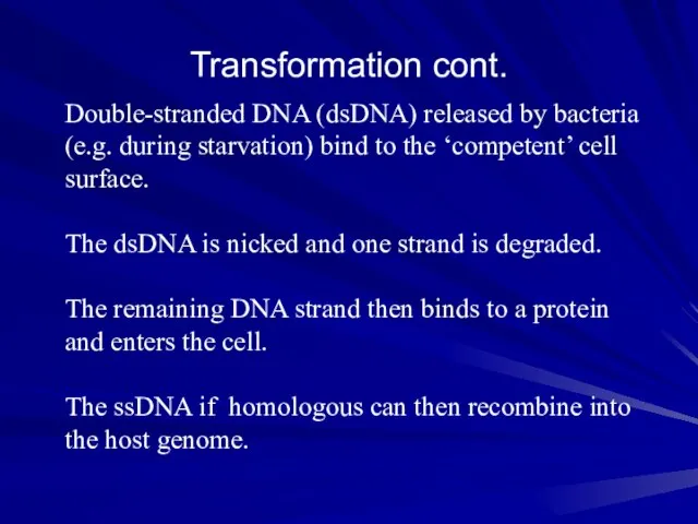 Transformation cont. Double-stranded DNA (dsDNA) released by bacteria (e.g. during starvation) bind