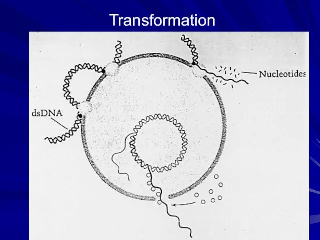 Transformation