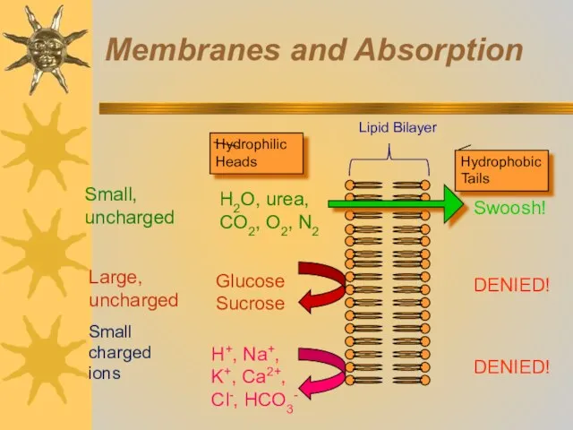 Membranes and Absorption