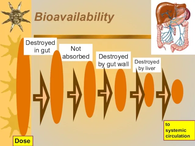 Bioavailability Not absorbed Destroyed by gut wall to systemic circulation Destroyed by