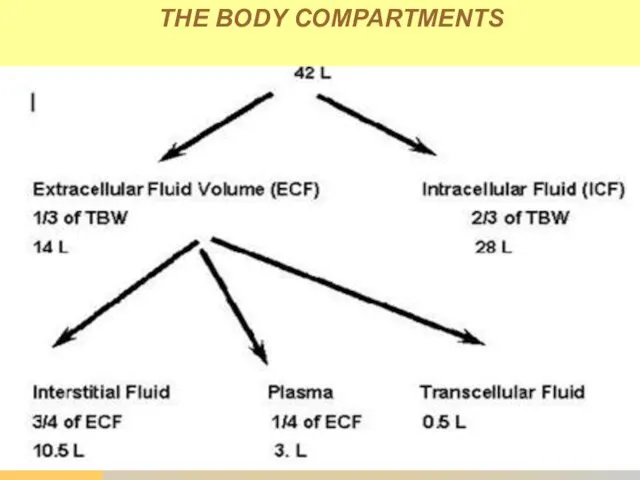 THE BODY COMPARTMENTS