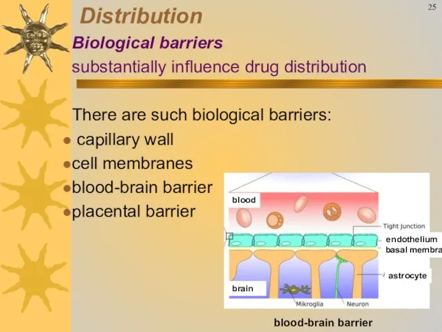 25 Distribution Biological barriers substantially influence drug distribution There are such biological