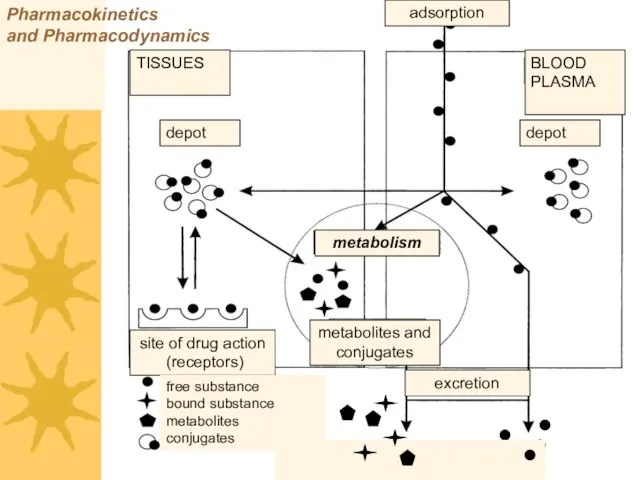 Pharmacokinetics and Pharmacodynamics TISSUES BLOOD PLASMA depot depot metabolism site of drug