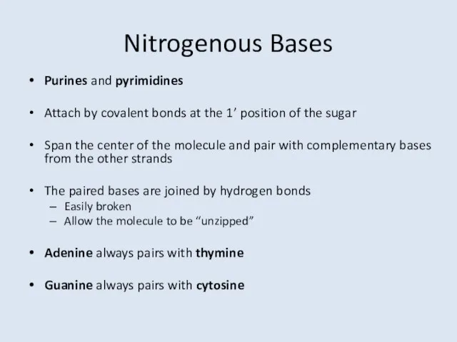 Nitrogenous Bases Purines and pyrimidines Attach by covalent bonds at the 1’