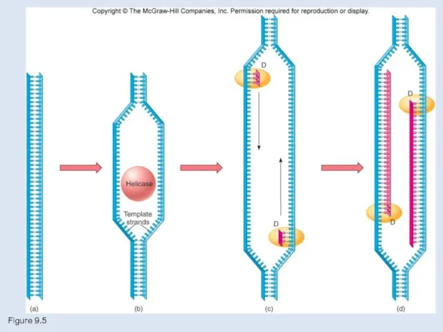 Figure 9.5