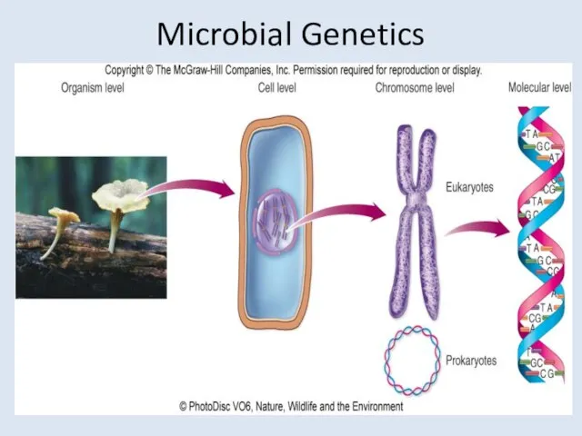 Microbial Genetics