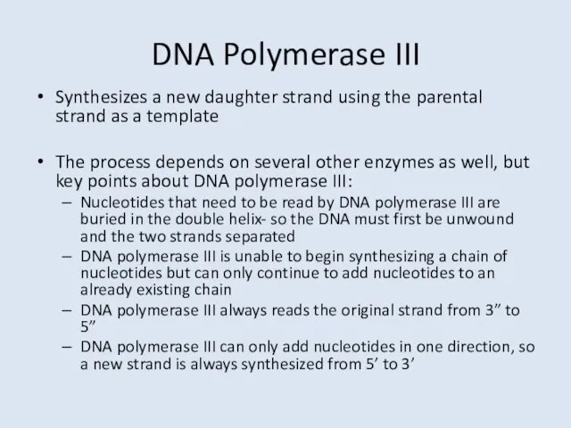 DNA Polymerase III Synthesizes a new daughter strand using the parental strand