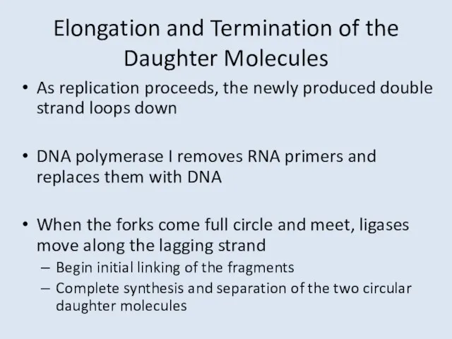 Elongation and Termination of the Daughter Molecules As replication proceeds, the newly