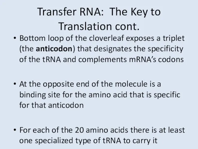 Transfer RNA: The Key to Translation cont. Bottom loop of the cloverleaf