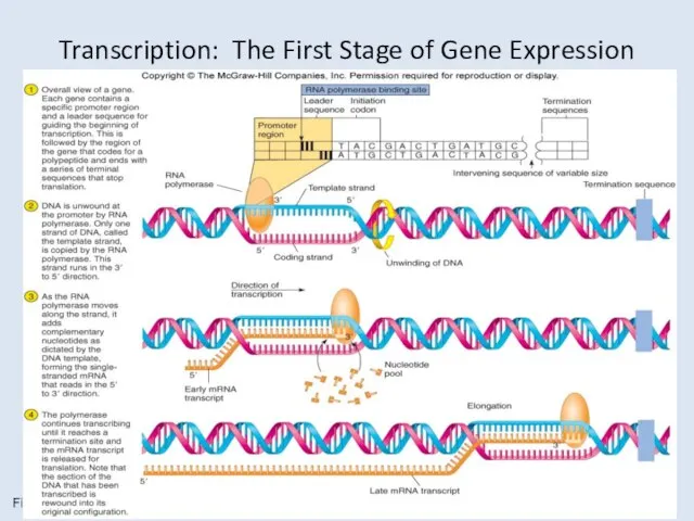 Transcription: The First Stage of Gene Expression Figure 9.11