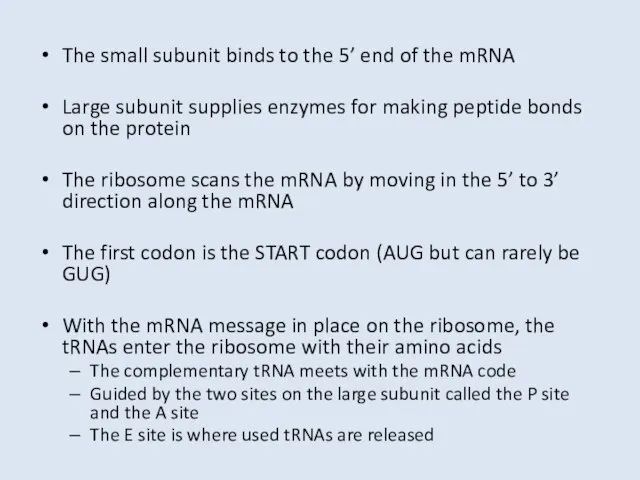 The small subunit binds to the 5’ end of the mRNA Large