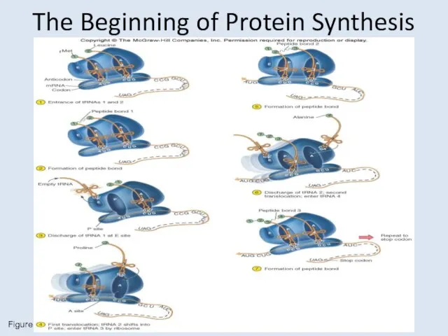 The Beginning of Protein Synthesis Figure 9.15