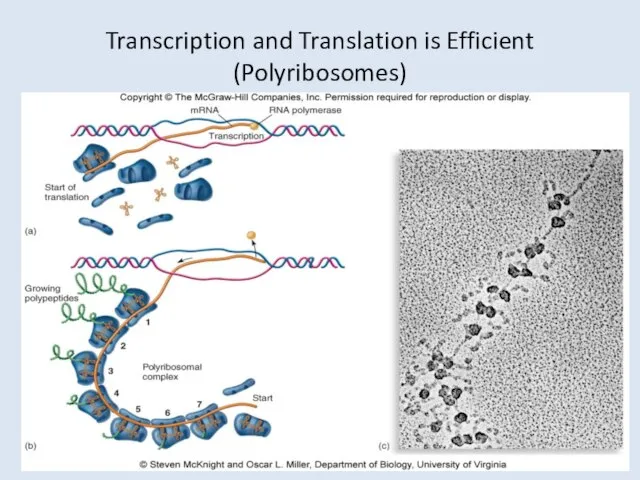 Transcription and Translation is Efficient (Polyribosomes)