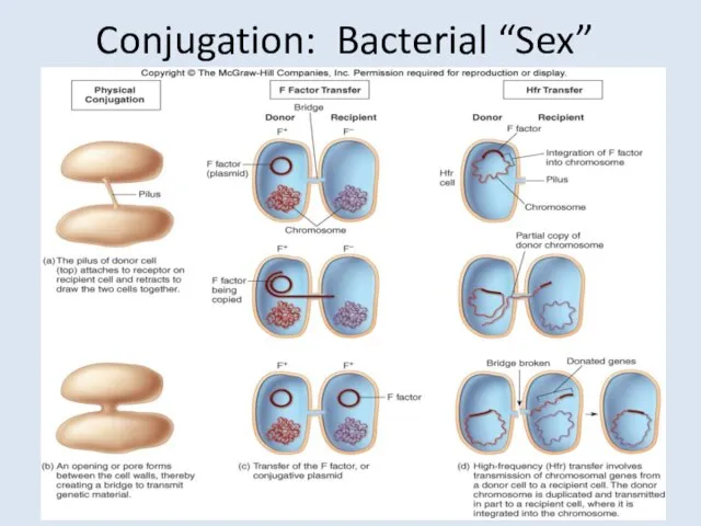 Conjugation: Bacterial “Sex”