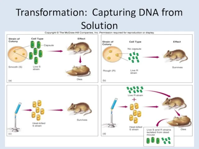 Transformation: Capturing DNA from Solution