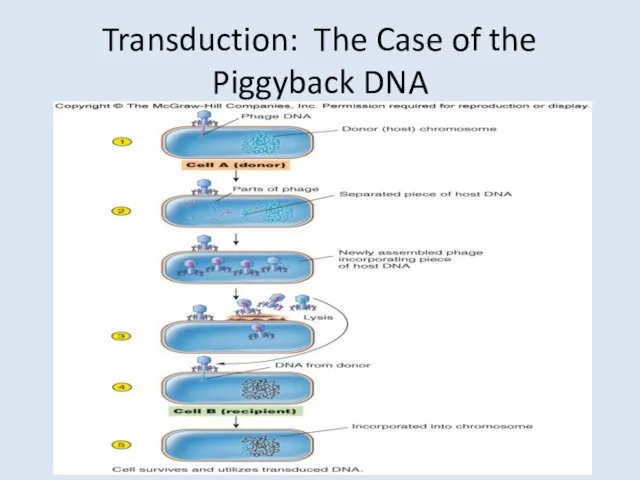 Transduction: The Case of the Piggyback DNA