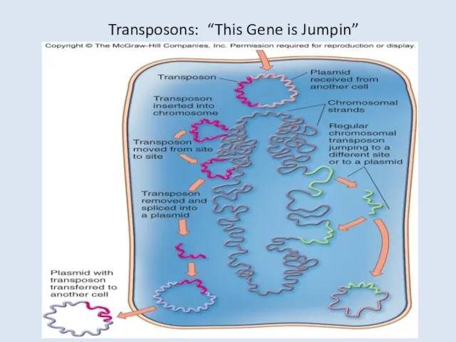 Transposons: “This Gene is Jumpin”