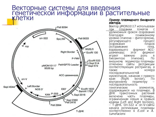 Векторные системы для введения генетической информации в растительные клетки Пример плазмидного бинарного