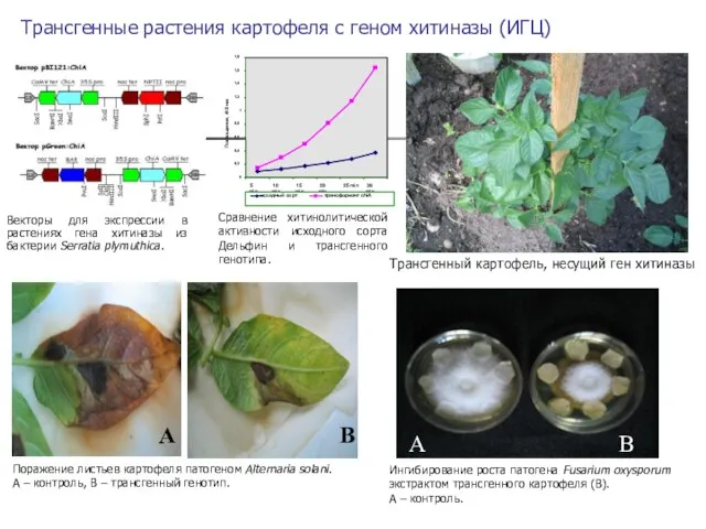 Трансгенный картофель, несущий ген хитиназы Ингибирование роста патогена Fusarium oxysporum экстрактом трансгенного