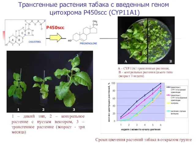 Трансгенные растения табака с введенным геном цитохрома Р450scc (CYP11A1) 1 – дикий
