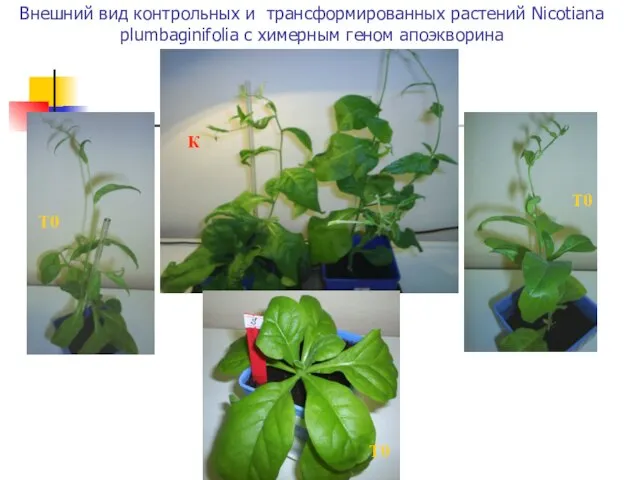 Внешний вид контрольных и трансформированных растений Nicotiana plumbaginifolia с химерным геном апоэкворина К T0 T0 T0