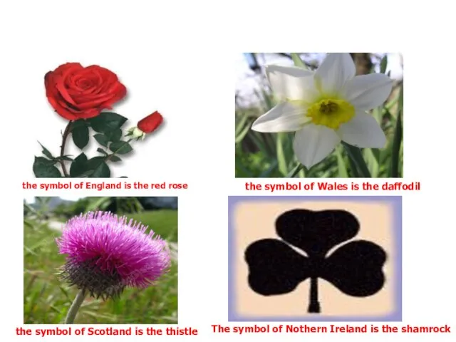 the symbol of England is the red rose the symbol of Wales