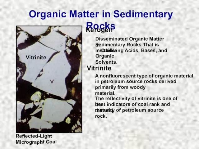 Organic Matter in Sedimentary Rocks Reflected-Light Micrograph of Coal Vitrinite Kerogen Disseminated