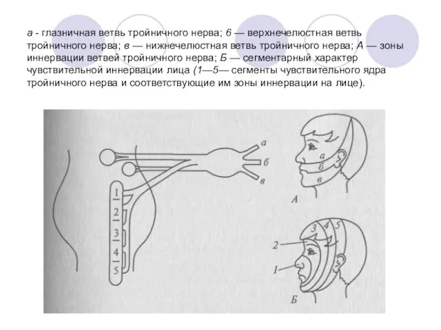 а - глазничная ветвь тройничного нерва; 6 — верхнечелюстная ветвь тройничного нерва;