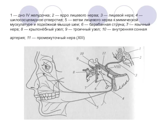 1 — дно IV желудочка; 2 — ядро лицевого нерва; 3 —