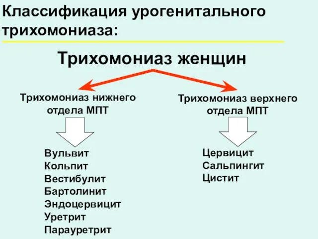 Классификация урогенитального трихомониаза: Трихомониаз женщин Вульвит Кольпит Вестибулит Бартолинит Эндоцервицит Уретрит Парауретрит