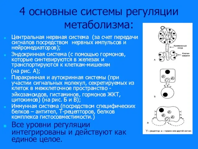 4 основные системы регуляции метаболизма: Центральная нервная система (за счет передачи сигналов