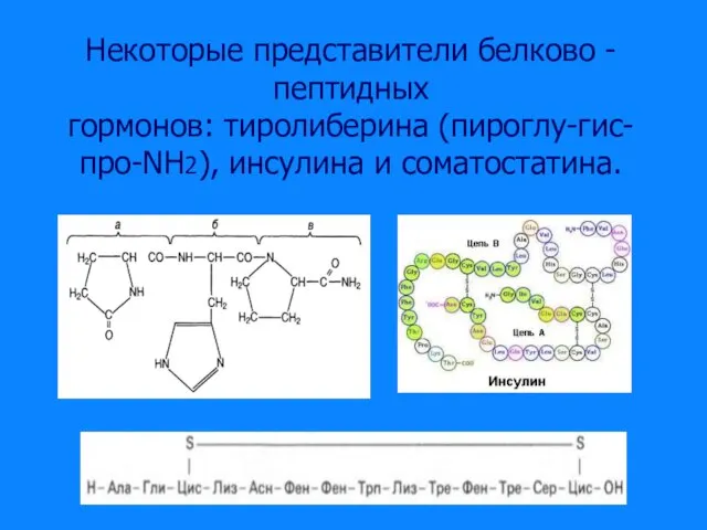 Некоторые представители белково - пептидных гормонов: тиролиберина (пироглу-гис-про-NН2), инсулина и соматостатина.