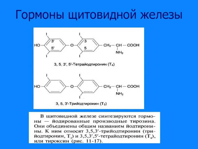 Гормоны щитовидной железы