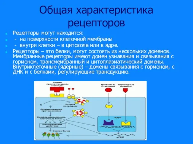 Общая характеристика рецепторов Рецепторы могут находится: - на поверхности клеточной мембраны -