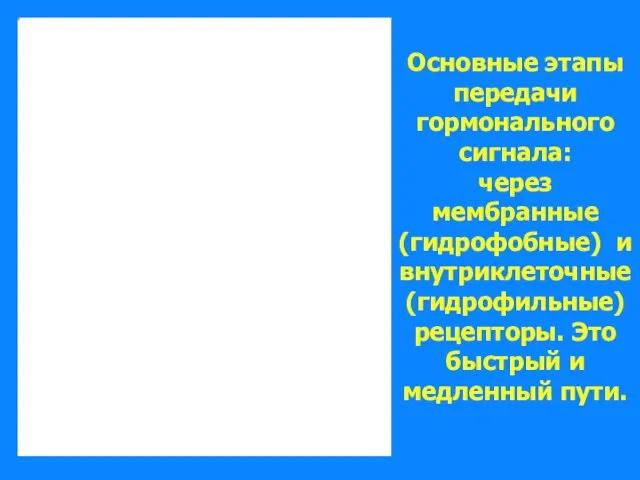 Основные этапы передачи гормонального сигнала: через мембранные (гидрофобные) и внутриклеточные (гидрофильные) рецепторы.