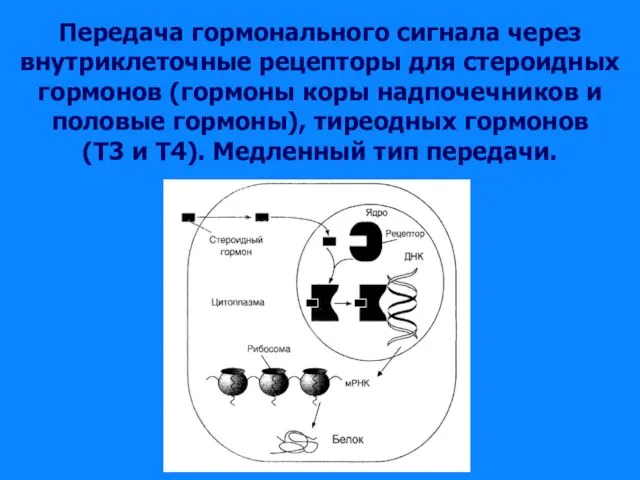 Передача гормонального сигнала через внутриклеточные рецепторы для стероидных гормонов (гормоны коры надпочечников