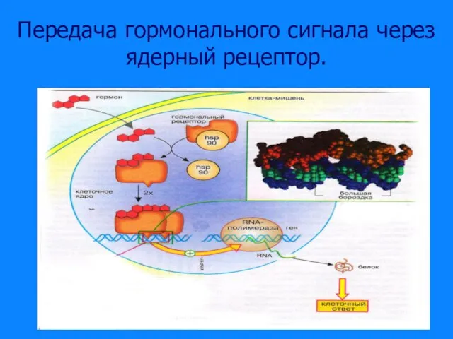 Передача гормонального сигнала через ядерный рецептор.