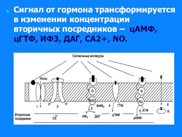 Сигнал от гормона трансформируется в изменении концентрации вторичных посредников – цАМФ, цГТФ, ИФ3, ДАГ, СА2+, NO.