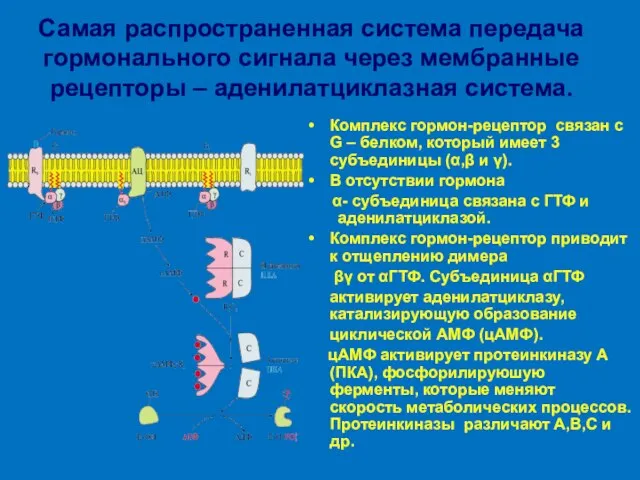 Самая распространенная система передача гормонального сигнала через мембранные рецепторы – аденилатциклазная система.