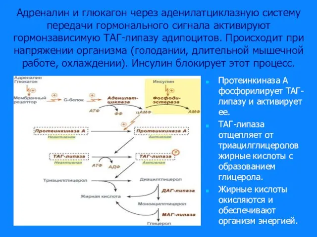 Адреналин и глюкагон через аденилатциклазную систему передачи гормонального сигнала активируют гормонзависимую ТАГ-липазу