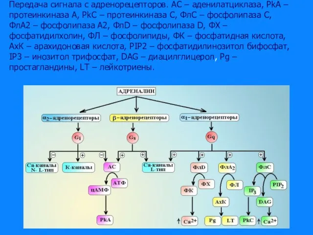 Передача сигнала с адренорецепторов. АС – аденилатциклаза, PkA – протеинкиназа А, PkC