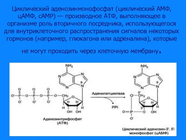 Циклический аденозинмонофосфат (циклический AMФ, цAMФ, cAMP) — производное АТФ, выполняющее в организме