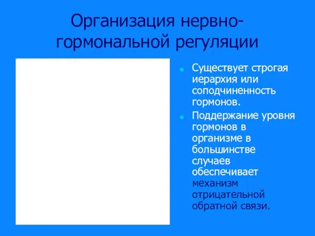 Организация нервно-гормональной регуляции Существует строгая иерархия или соподчиненность гормонов. Поддержание уровня гормонов