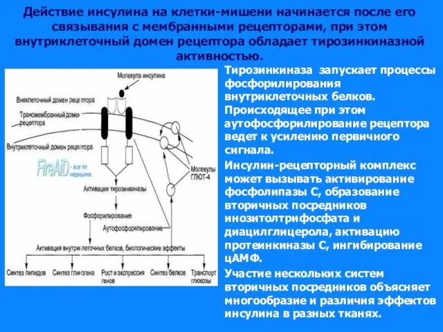 Действие инсулина на клетки-мишени начинается после его связывания с мембранными рецепторами, при