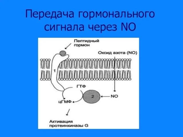 Передача гормонального сигнала через NO