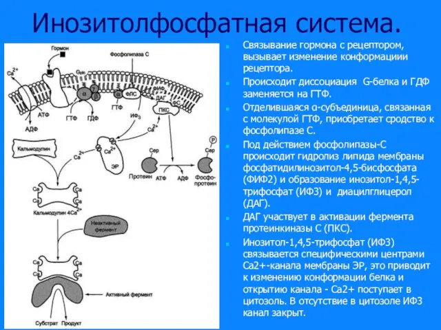 Инозитолфосфатная система. Связывание гормона с рецептором, вызывает изменение конформациии рецептора. Происходит диссоциация