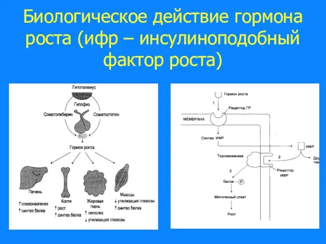 Биологическое действие гормона роста (ифр – инсулиноподобный фактор роста)